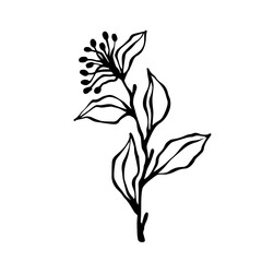 Sketch,doodle of wild meadow grass,flower.Decorative botanical element.Vector graphics.