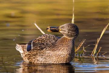 mallard duck on a pond in the morning light