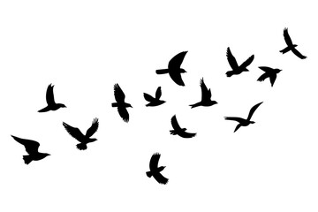 Silhouettes of flying birds