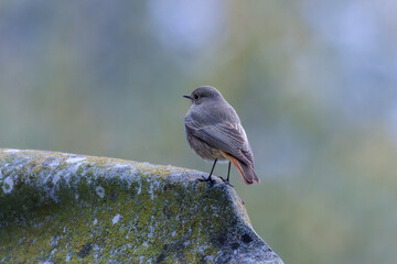 Black Redstart in a garden in the morning light