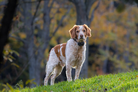 breton spaniel in a garden in the morning light