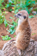 Meerkat, Suricata suricatta, on hind legs. Portrait of meerkat standing on hind legs with alert expression. Portrait of a funny meerkat sitting on its hind legs.
