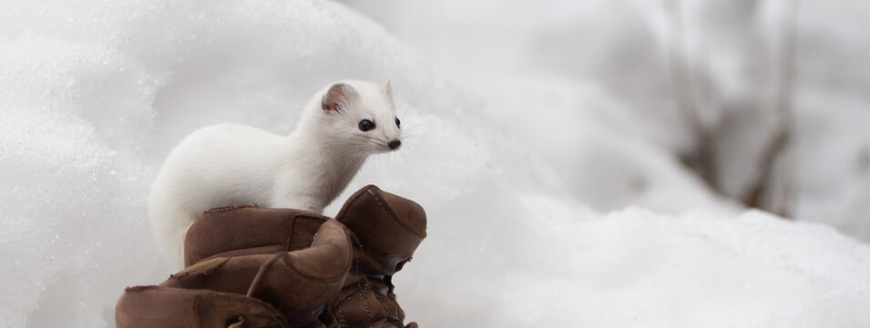 Ermine, Ermellino , (Mustela erminea) Banner