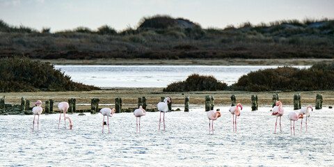 Groupe de flamants roses dans un marais