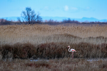 Flamant rose dans un marais