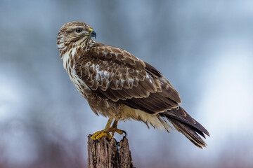 Mäusebussard (Buteo buteo)
