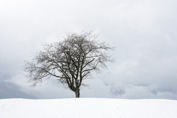 lonely tree and snow. Winter landscape, beauty of nature