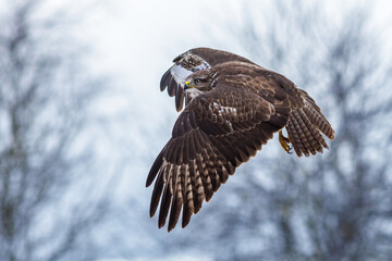 Mäusebussard (Buteo buteo)