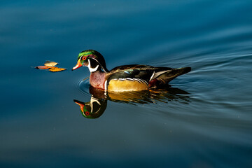 Colorful Wood Ducks on a pond in Colorado USA