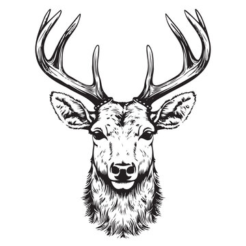 Stag deer head sketch vector graphics monochrome black-and-white drawing Vector