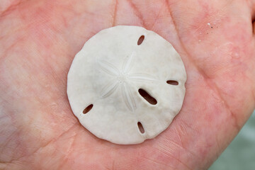 Sand Dollar In The Palm of a Hand