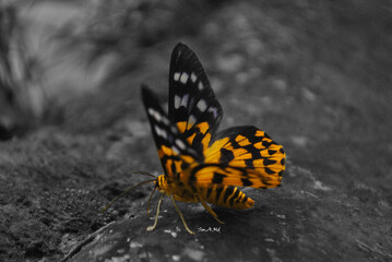 butterfly on the ground