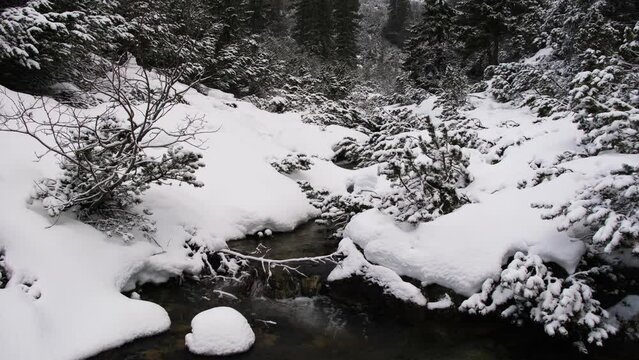 Steady footage of pine forest and stream in snowy alpine mountains. Windy cloudy weather. Tatra mountains in Slovakia.
