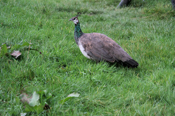 close up of peacock