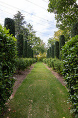 Fototapeta premium Park with meadow and path between trees in summer