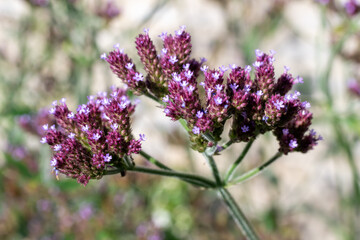 Purpletop vervain (verbena borariensis) flowers in bloom