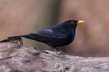 Amsel (Turdus merula) Männchen