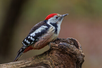 Mittelspecht (Leiopicus medius)