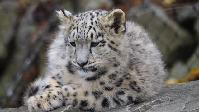 Close up of snow leopard baby resting on a rock