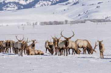 Elk herd in winter in Wyoming. Snow and  blue skies  with mountains in the background .