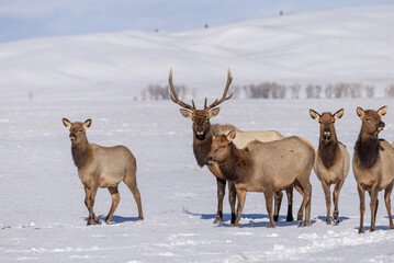 Obraz premium Elk in winter in front of rugged mountains with clear blue winter sky in Wyoming. 