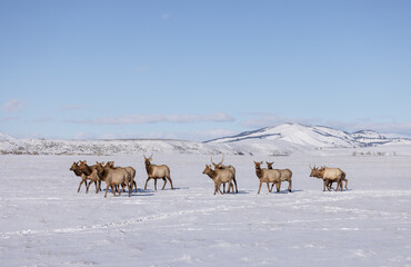 Elk in winter in front of rugged mountains with clear blue winter sky in Wyoming. 