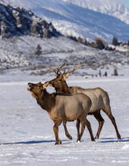 Elk in winter in front of rugged mountains with clear blue winter sky in Wyoming. 