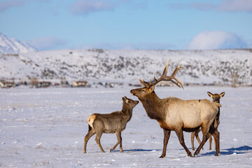 Naklejka na ściany i meble Elk in winter in front of rugged mountains with clear blue winter sky in Wyoming. 