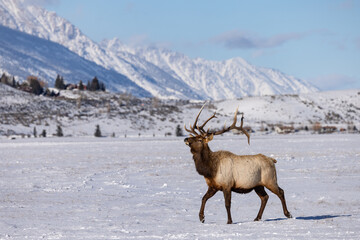 Obraz premium Elk in winter in front of rugged mountains with clear blue winter sky in Wyoming. 