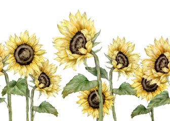 seamless border with hand drawn watercolor sunflowers. autumn flowers frame. Hand painted isolated on white background. Floral illustration for design. Repeat ornament for summer or autumn design.