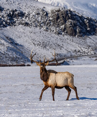 Elk in winter in front of rugged mountains with clear blue winter sky in Wyoming. 