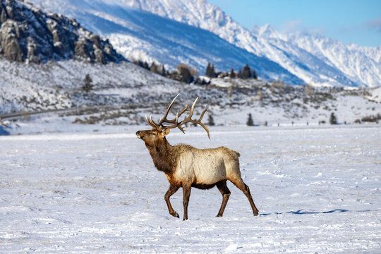 Elk in winter in front of rugged mountains with clear blue winter sky in Wyoming. 
