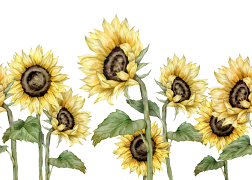 seamless border with hand drawn watercolor sunflowers. autumn flowers frame. Hand painted isolated on white background. Floral illustration for design. Repeat ornament for summer or autumn design.