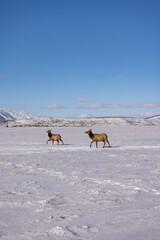 Elk in winter in front of rugged mountains with clear blue winter sky in Wyoming. 