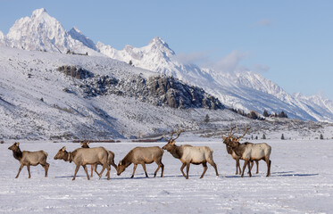 Elk in winter in front of rugged mountains with clear blue winter sky in Wyoming. 