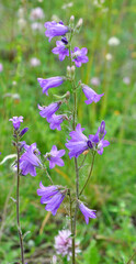 Bells (Campanula) bloom in nature