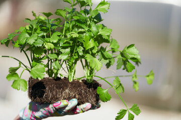 Cultivation of celery by seedling method. Hand brush with a fertile lump of soil with plants. Copy...