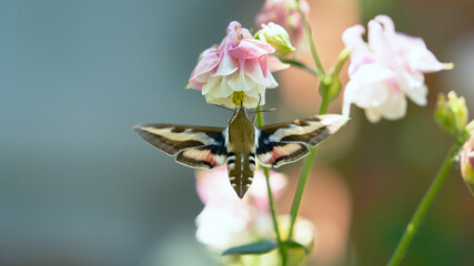 A delightful wattle butterfly above an aquilegia flower drinking nectar. Copy space.