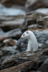 White stoat also said ermine (Mustela erminea) standing on rocks on a winter day in the Italian Alps. Rare wild animal with winter coat - Fluffy animal. Alps Mountains, Italy