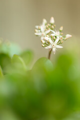 Small white flowers growing on succulent plant behind its unfocused green leaves. Crassula ovata. Selective focus. Vertical.