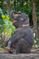Cute asian elephant sitting with its trunk held high