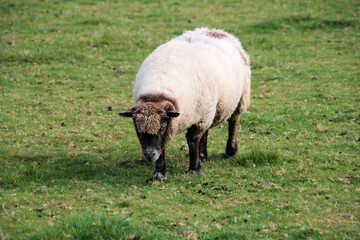 Fototapeta premium sheep in a field
