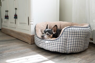An old Russian Toy Terrier sleeping in a soft basket.