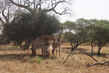 Giraffe