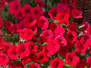 Red petunia flowers ornamental plant.  - obrazy, fototapety, plakaty