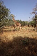 Giraffe Africa