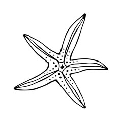 Line sketch, starfish doodle. Decorative vector element.