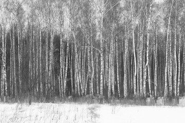 Black and white birch trees in winter on snow