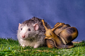 A cute dumbo rat sits next to a large snail. Symbol of the New Year. Christmas.