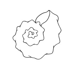 Line sketch, seashell doodle. Decorative vector element.